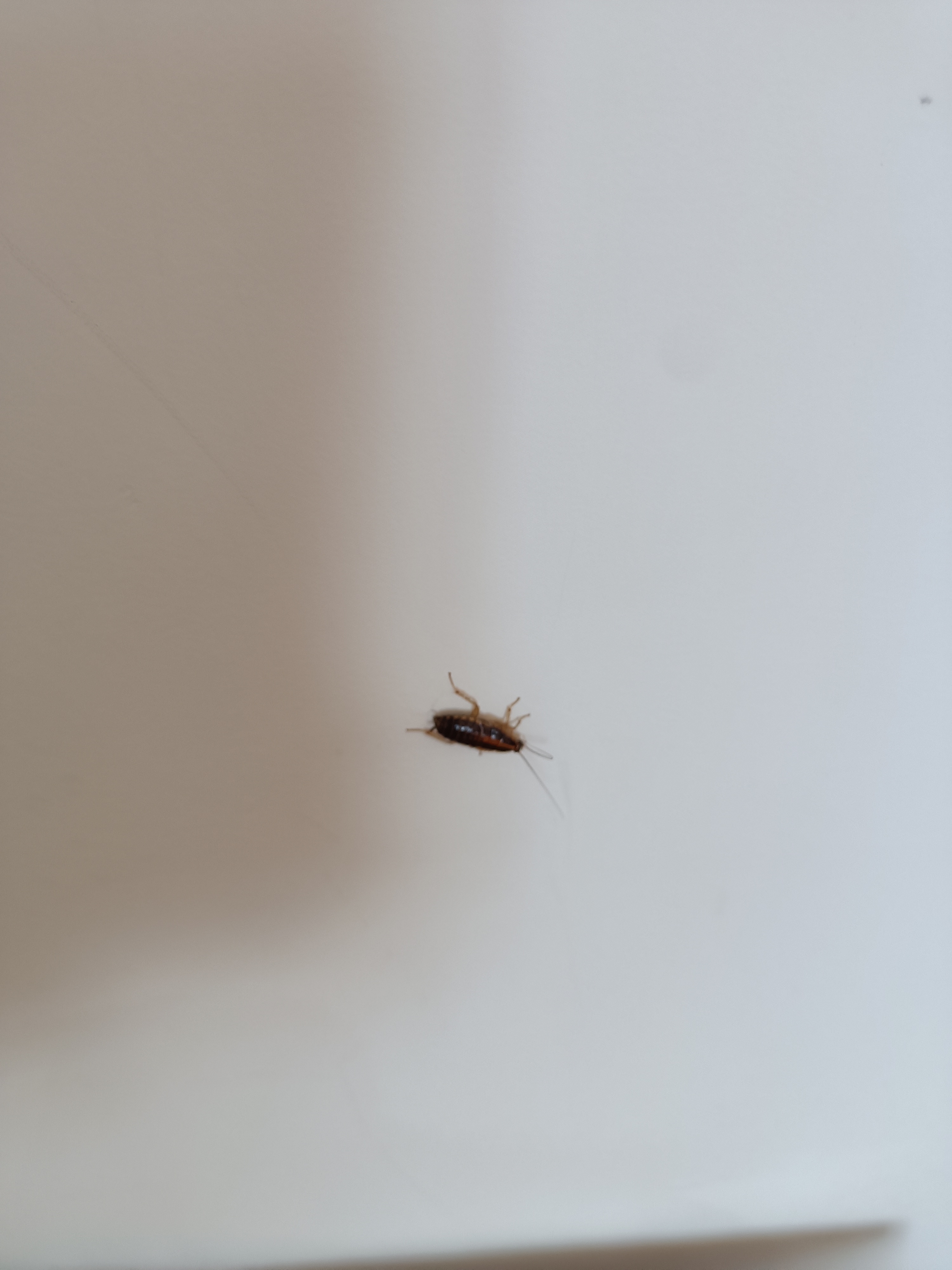 保定市康卫有害生物防制服务有限公司|家庭防蟑攻略:保定康卫为您支招封面图