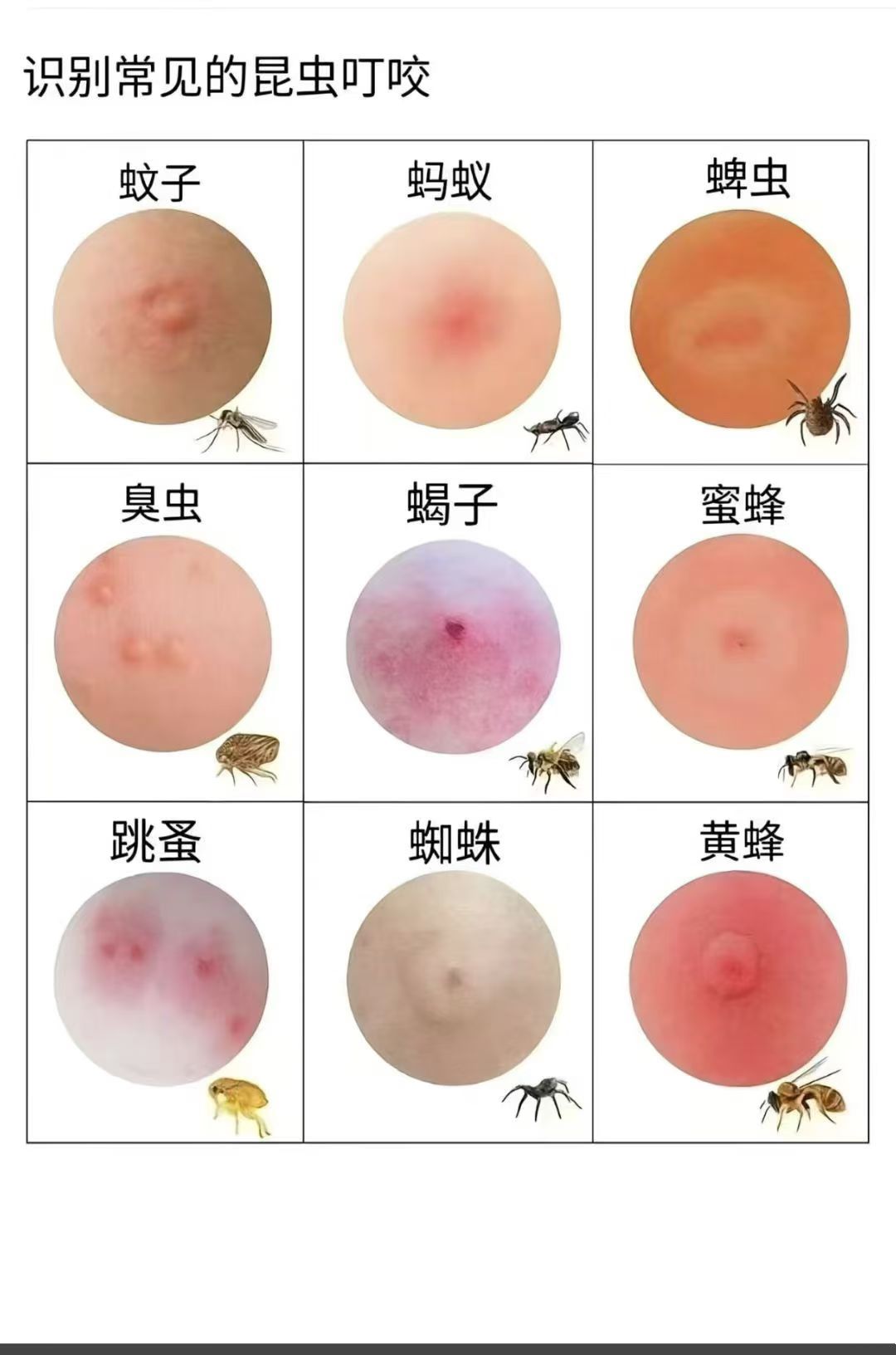 保定市康卫有害生物防制服务有限公司|保定康卫分享:家庭臭虫防治实用指南封面图